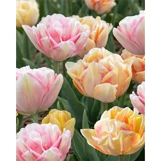 Compra FOXY FOXES (100 Unid.). en la tienda online Fito Agrícola