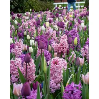 Compra FRAGRANT SURPRISE (100 Unid.). en la tienda online Fito Agrícola