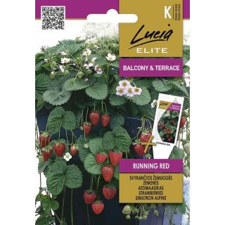 Compra FRESA SILVESTRE RUNNIG RED (0,1 gr. - Cerca de 300 Semillas). en la tienda online Fito Agrícola