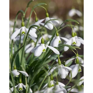 Compra GALANTHUS ELWESII MOUNT EVEREST (100 Unid.). en la tienda online Fito Agrícola