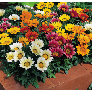 Compra GAZANIA KISS MIX (1000 Semillas). en la tienda online Fito Agrícola
