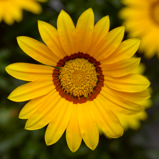 Compra GAZANIA KISS YELLOW IMPROVED (1000 Semillas). en la tienda online Fito Agrícola