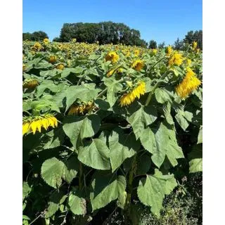 Compra GIRASOL AIACE SU Resistente a Herbicida (150.000 Semillas) en la tienda online Fito Agrícola