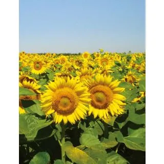 Compra GIRASOL FORTASOL F1 (150.000 Semillas) en la tienda online Fito Agrícola