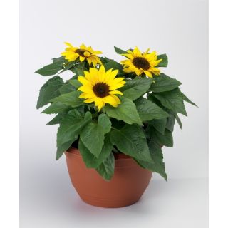 Compra GIRASOL SUNSATION YELLOW Peliculada (1000 Semillas). en la tienda online Fito Agrícola