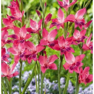 Compra GLADIOLO VULCANO (100 Unid.). en la tienda online Fito Agrícola