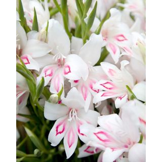 Compra GLADIOLO NYMPH (100 Unid.). en la tienda online Fito Agrícola