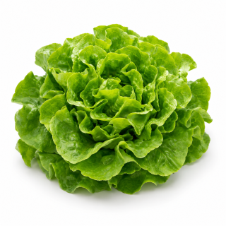 Compra LECHUGA GLORINICE Pildorada (5.000 Semillas). en la tienda online Fito Agrícola