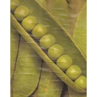 Compra GUISANTE ONWARD (1 Kgr.) en la tienda online Fito Agrícola