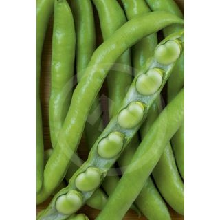 Compra HABA LUZ DE OTOÑO (1 Kgr.). en la tienda online Fito Agrícola