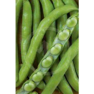 Compra HABA LUZ DE OTOÑO (1 Kgr.). en la tienda online Fito Agrícola