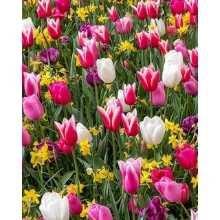 Compra HAPPY FRIDAY (100 Unid.). en la tienda online Fito Agrícola