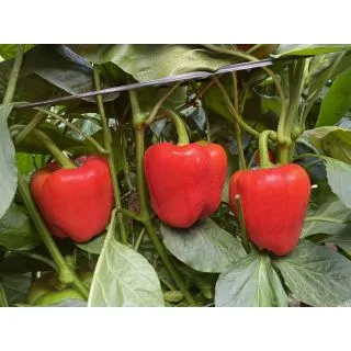 Compra ARDEI HAZANO DS-42181 F1 (1.000 semințe) en la tienda online Fito Agrícola