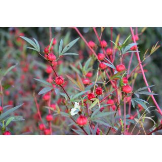 Compra FLOR DE JAMAICA - Comestible (1.000 Semillas) en la tienda online Fito Agrícola