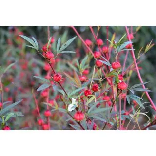 Compra FLOR DE JAMAICA - Comestible (1.000 Semillas) en la tienda online Fito Agrícola