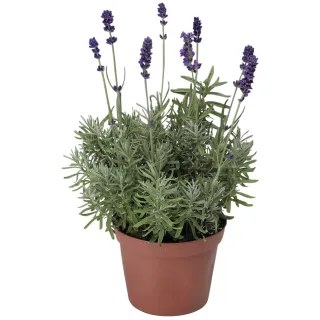 Compra LAVANDULA HIDCOTE BLUE STRAIN Pregerminada (1000 Semillas) en la tienda online Fito Agrícola