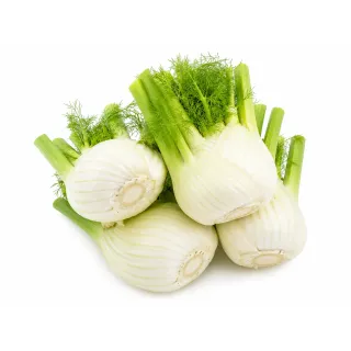 Compra HINOJO DONATELLO F1 Pregerminado No Tratado (25.000 Semillas). en la tienda online Fito Agrícola