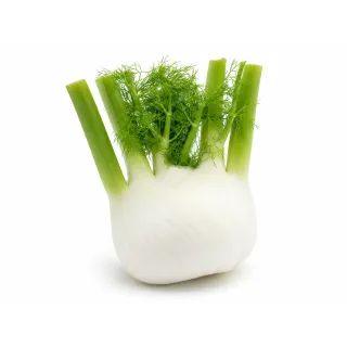 Compra HINOJO LEONARDO F1 Pregerminado No Tratado (5.000 Semillas). en la tienda online Fito Agrícola