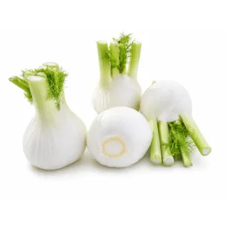 Compra HINOJO MICHELANGELO F1 Pregerminado No Tratado (25.000 Semillas). en la tienda online Fito Agrícola