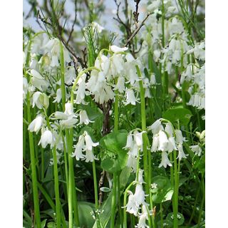 Compra HYACINTHOIDES HISPANICA WHITE (100 Unid.). en la tienda online Fito Agrícola