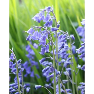 Compra HYACINTHOIDES NON SCRIPTA (100 Unid.). en la tienda online Fito Agrícola