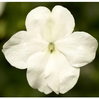 Compra IMPATIENS IMARA® WHITE IMPROVED (1000 Semillas). en la tienda online Fito Agrícola