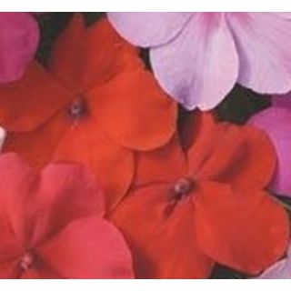 Compra IMPATIENS BALANCE RED F1 (1000 semillas) en la tienda online Fito Agrícola
