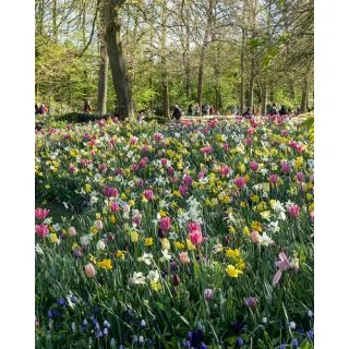 Compra INDIGO (100 Unid.). en la tienda online Fito Agrícola