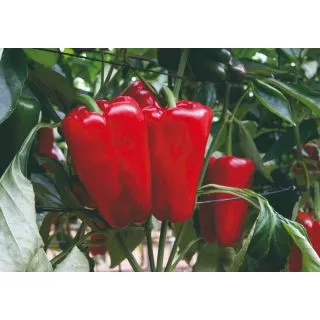 Compra ARDEI IRIARTE F1 (1000 semințe) en la tienda online Fito Agrícola