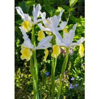 Compra IRIS HOLÁNDICA SYMPHONY (100 Unid.). en la tienda online Fito Agrícola