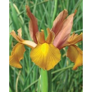 Compra IRIS HOLANDICA AUTUMN PRINCESS (100 Unid.). en la tienda online Fito Agrícola
