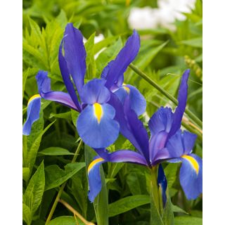 Compra IRIS HOLANDICA BLUE MAGIC (100 Unid.). en la tienda online Fito Agrícola