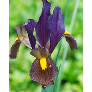 Compra IRIS HOLANDICA EYE OF THE TIGER (100 Unid.). en la tienda online Fito Agrícola