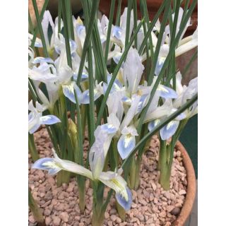 Compra IRIS RETICULATA FROZEN PLANET (100 Unid.). en la tienda online Fito Agrícola