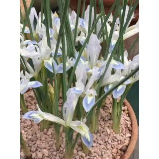 Compra IRIS RETICULATA FROZEN PLANET (100 Unid.). en la tienda online Fito Agrícola