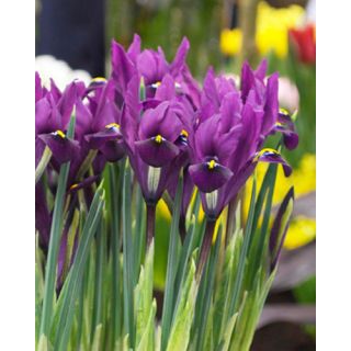 Compra IRIS RETICULATA J.S. DIJT (100 Unid.). en la tienda online Fito Agrícola