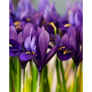 Compra IRIS RETICULATA PIXIE (100 Unid.). en la tienda online Fito Agrícola