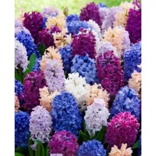 Compra IRRESISTIBLE FRAGANCE (100 Unid.). en la tienda online Fito Agrícola