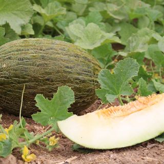 Compra MELON IZABEL F-1 (1.000 Semillas). en la tienda online Fito Agrícola