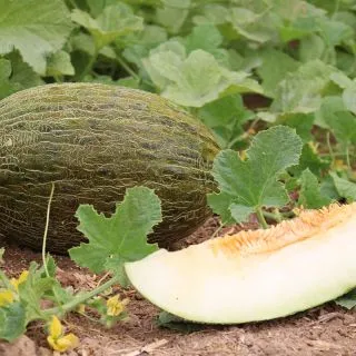 Compra MELON IZABEL F-1 (1.000 Semillas). en la tienda online Fito Agrícola