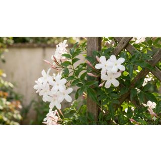 Compra JAZMIN (126 Plantas) en la tienda online Fito Agrícola