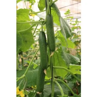 Compra PEPINO JENERO F1 (1000 Semillas) en la tienda online Fito Agrícola