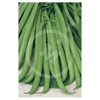 Compra JUDÍA PARKER (100 gr.) en la tienda online Fito Agrícola