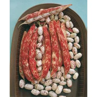 Compra JUDÍA LENGUA DE FUEGO NANO Sel. Sem (1 Kgr.) en la tienda online Fito Agrícola