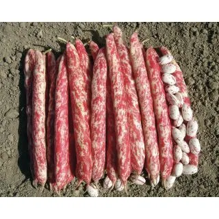 Compra JUDÍA MECCANO (20 Kgr.) en la tienda online Fito Agrícola