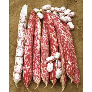 Compra JUDÍA MECCEARLY (20 Kgr.) en la tienda online Fito Agrícola