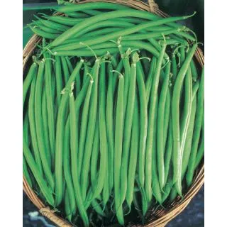 Compra JUDÍA ARNO OR® (20 Kgr.) en la tienda online Fito Agrícola