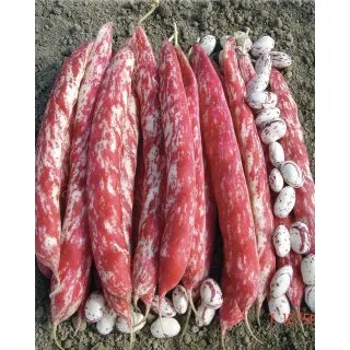 Compra JUDÍA SPLENDIDO (20 Kgr.) en la tienda online Fito Agrícola