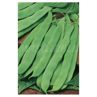 Compra JUDIA SUPERMARCONI (5 Kgr.). en la tienda online Fito Agrícola