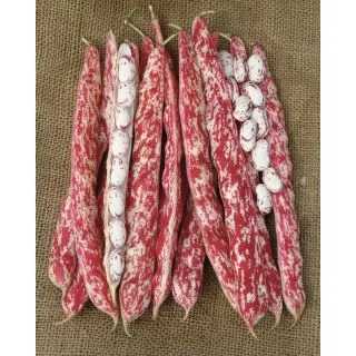 Compra JUDÍA TINTORETTO (5 Kgr.) en la tienda online Fito Agrícola